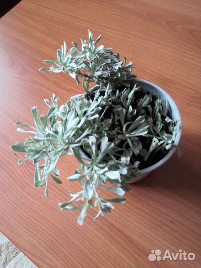 Почвопокровные растения