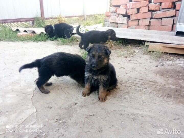 Собаки
