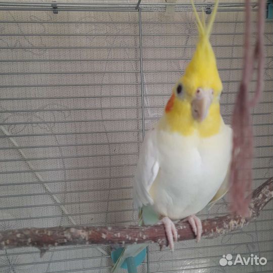 Попугай карелла