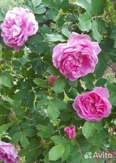 Роза парковая Васагейминг, спирея Билларда