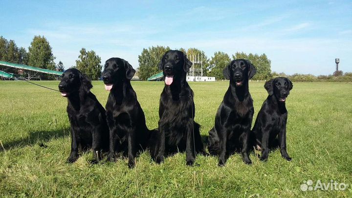 Щенки флэта