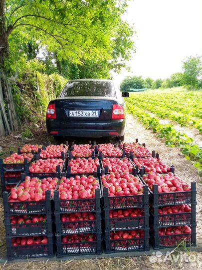 Рассада Азия