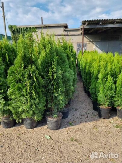 Туи 60/200см