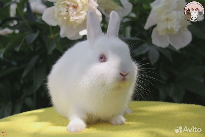 Карликовый кролик девочка