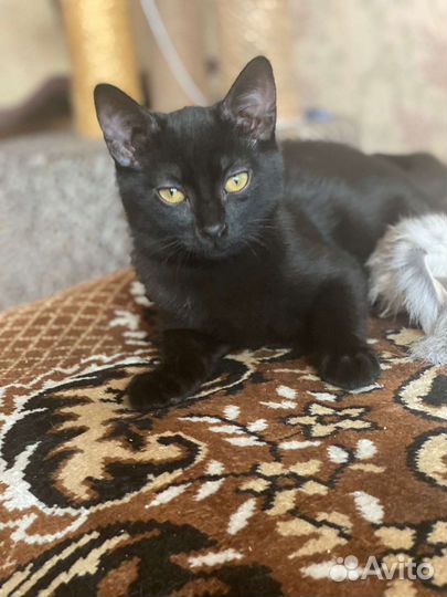 Черный котенок мальчик в добрые руки