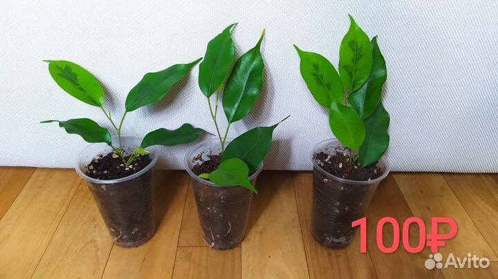 Фикус бенджамина Реджинальд