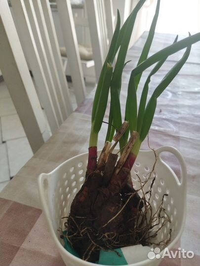 Лук многолетний