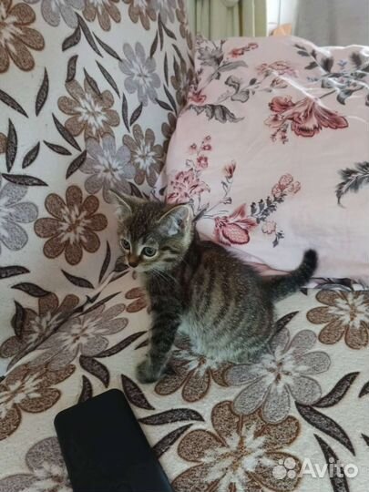 Кошка в дар бесплатно