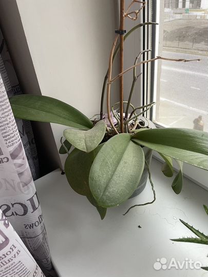 Орхидея фиглетовая и белая