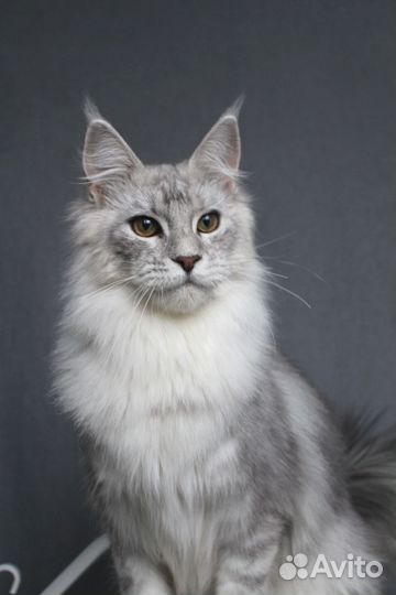 Мейн-кун серебряный мальчик