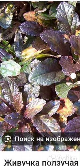 Живучка ползучая