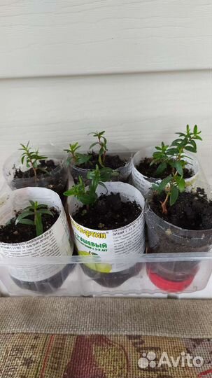 Гранат комнатный, мирт