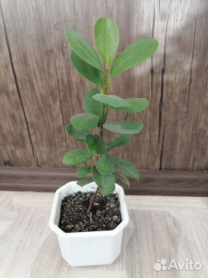 Фикус микрокарпа Мокламе