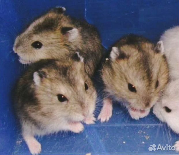 Хомячки-бурундучки