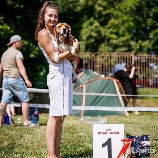 Бигль вязка