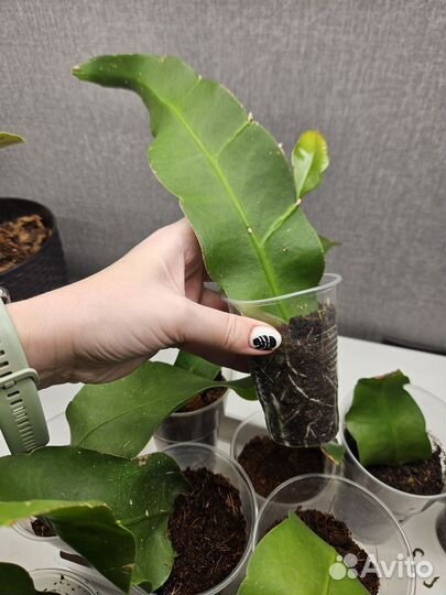 Эпифиллум оксипеталум Царица ночи