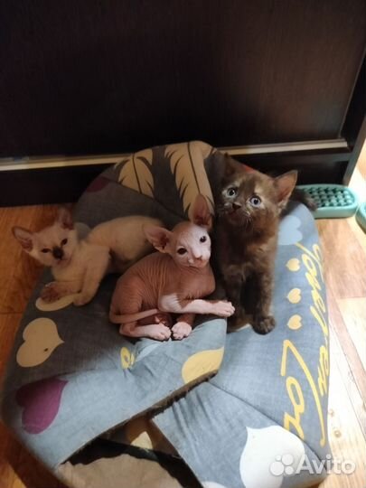 Котята сфинкса