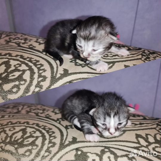 Сибирские котята в добрые руки