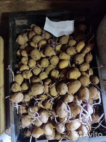 Семенной картофель ранний,синеглазка,поздняя купить в Великом Новгороде ...