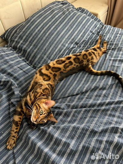 Бенгальский кот