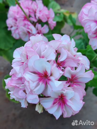 Пеларгония