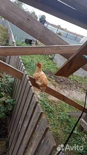 Молодые петушки