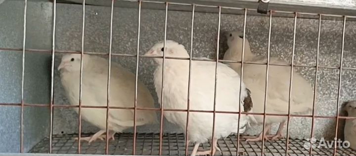 Перепел Белый Гигант Техас утяжеленный