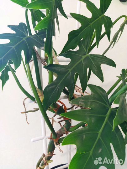 Филодендрон