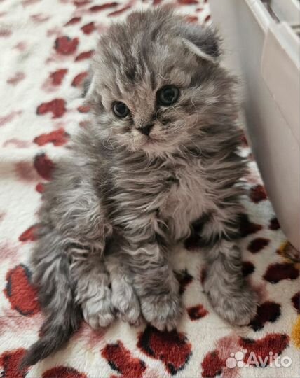 Котята селкирк рекс