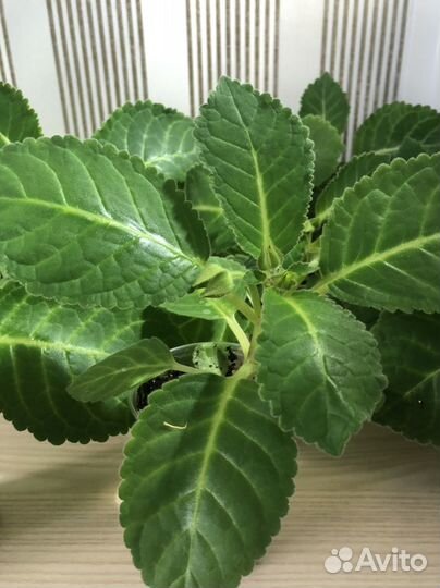 Глоксиния импресс Красные Чернила