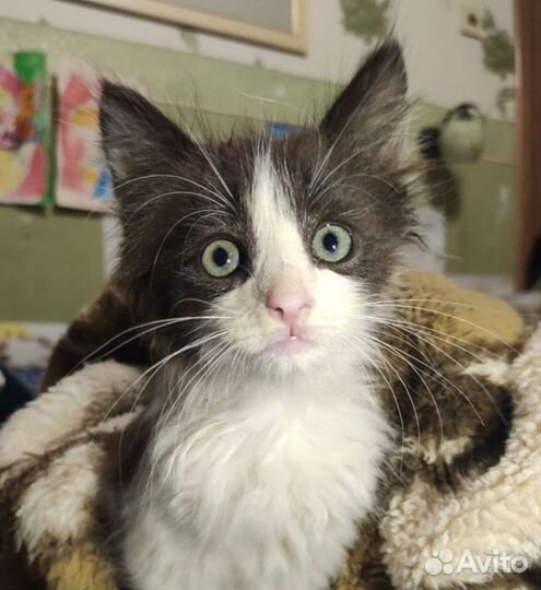 Двухмесячный котёнок ищет дом