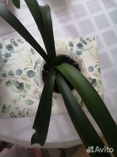 Комнатные цветы разные