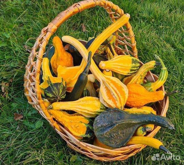 Семена декоративной тыквы