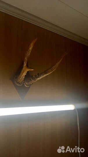 Рога косули