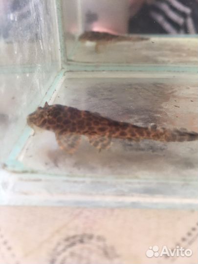 Рыбки разные