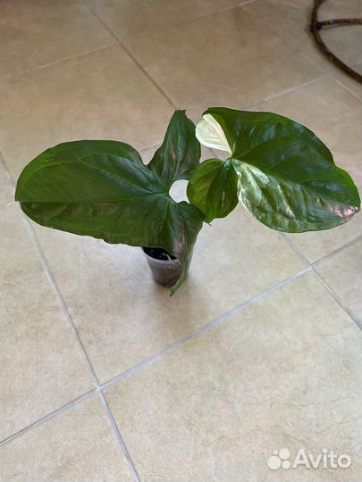 Сингониумы сортовые