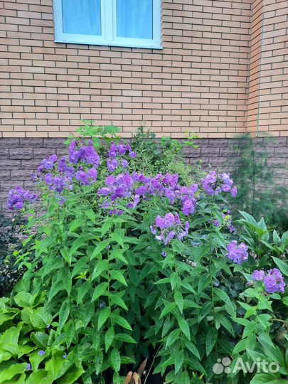 Саженцы флоксов сиреневых