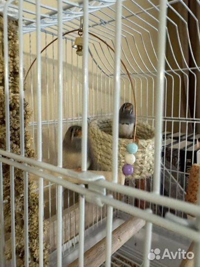 Самка и самец (зебровые амадины )