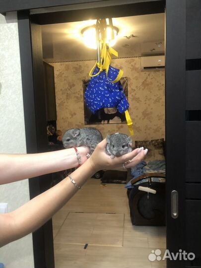 Котята шиншилла