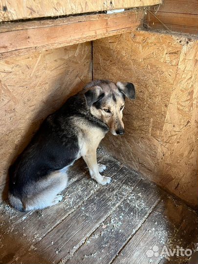 Старый пес из приюта в добрые руки