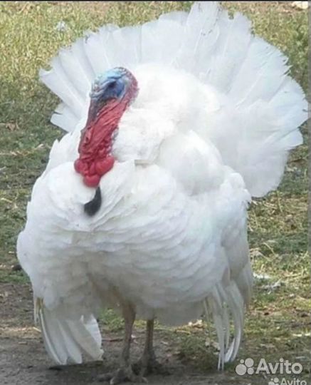 Индюшата биг 6