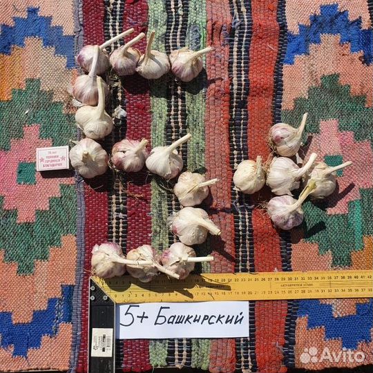 Семена чеснока 