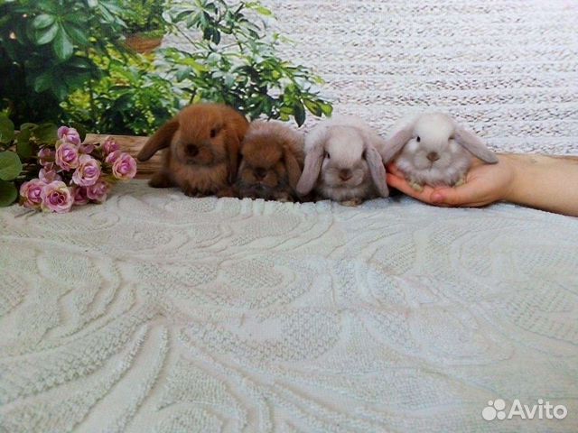 Карликовые кролики minilop, малыши минилопы объявление продам