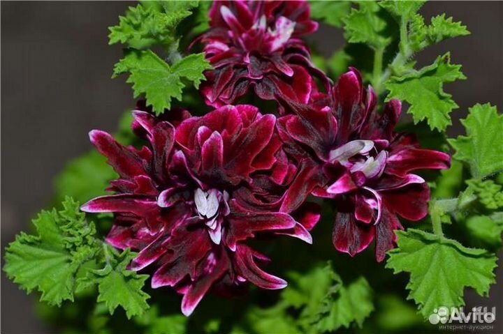 Тюльпановидные и другие сортовые пеларгонии