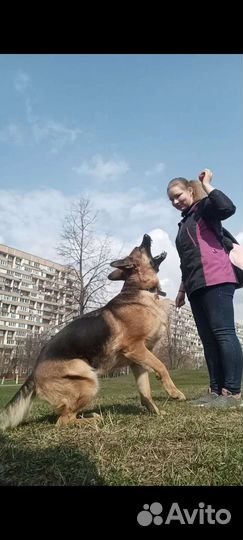 Кинолог, дрессировка собак