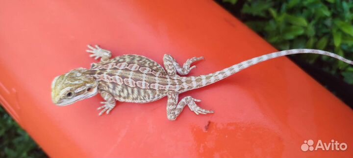 Бородатая агама