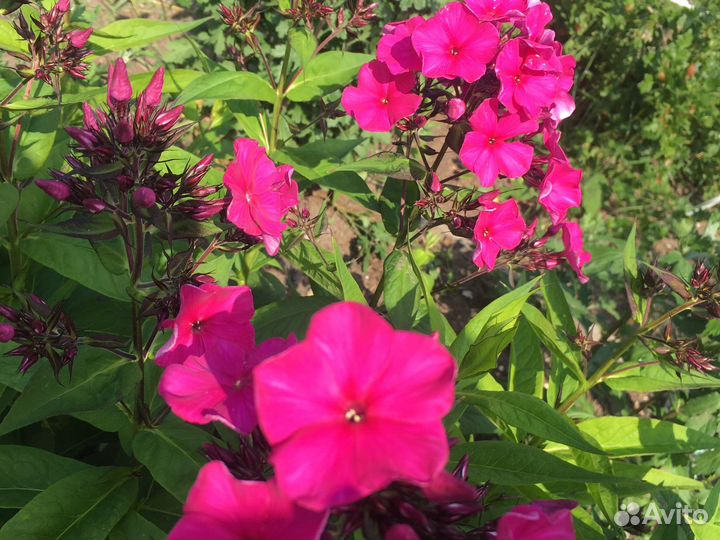 Многолетний флокс Гжель