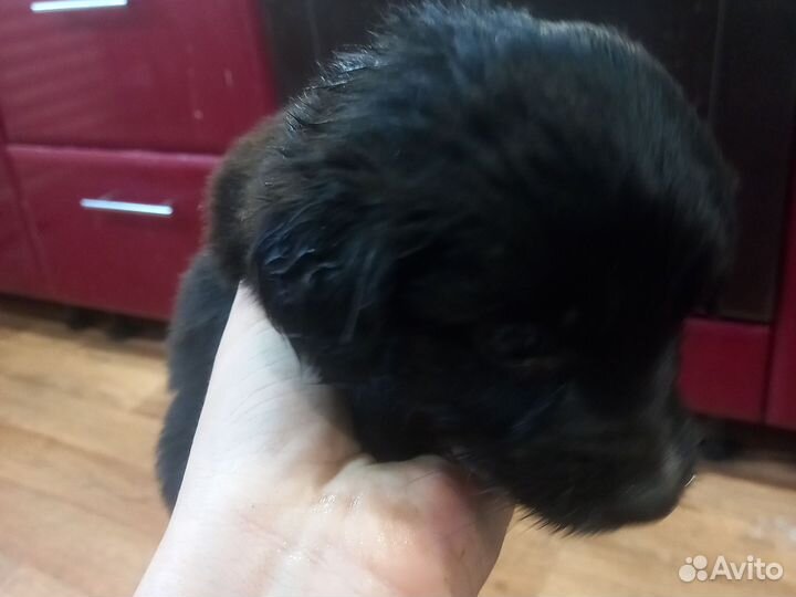 Щенки лабрадора