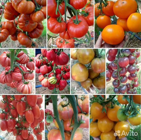 Рассада коллекционных сортов томатов