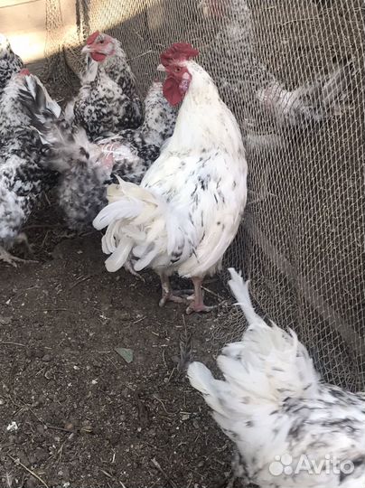 Молодые петухи